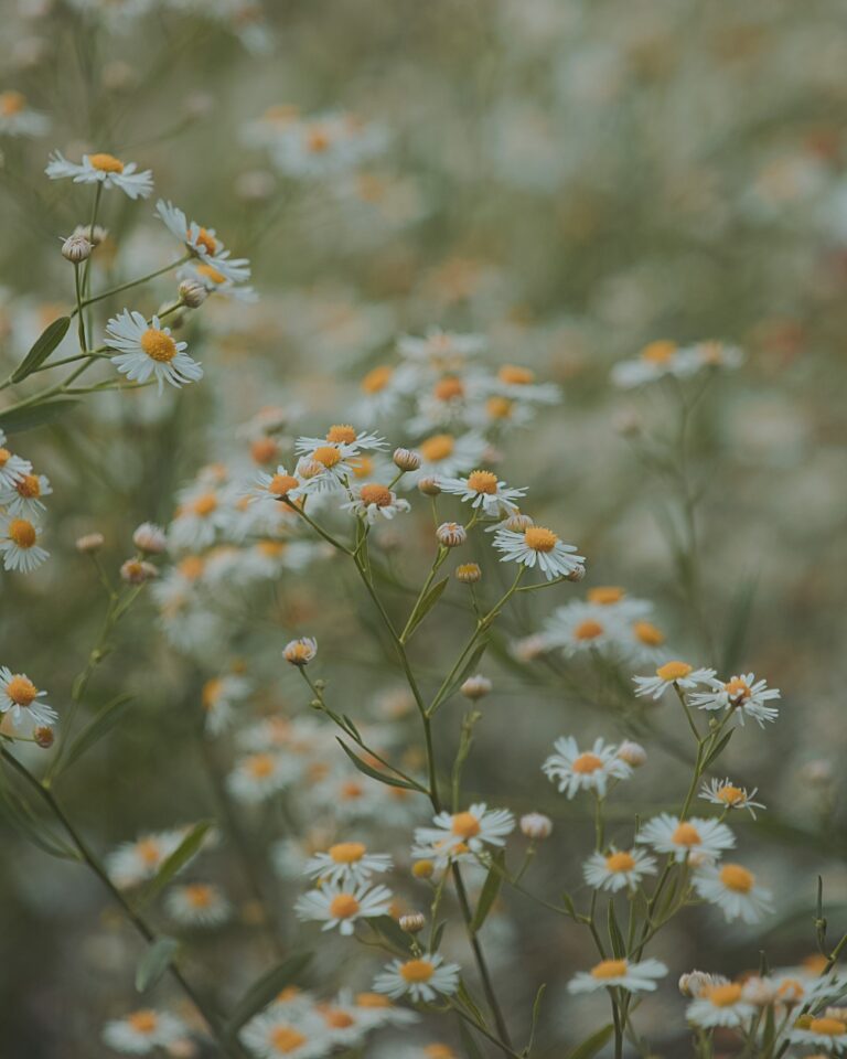 website-hebamme-luisa-138